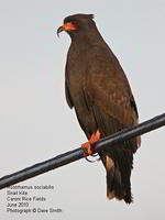 Rostrhamus sociabilis - Snail Kite